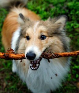Is Your Puppy Eating Sticks? It Might Be an Odd Sign Of These 6
