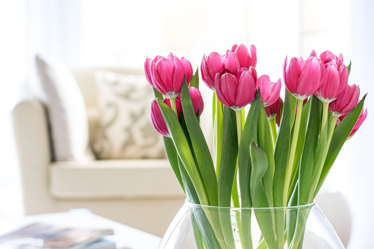Pink tulips in a clear vase in a bright living room